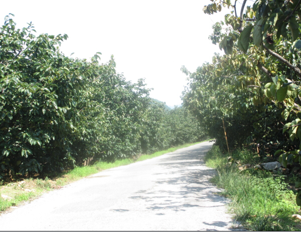 PA视讯集团网站